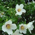 Philadelphus purpureomaculatus 'Belle Etoile' fleur